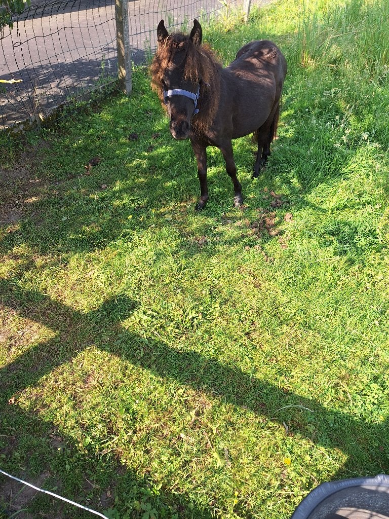 mini paardje, Merrie, Gechipt