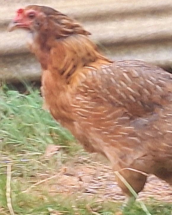 2 Araucana bolstaart  en wangtoefje hennen., Dieren en Toebehoren, Pluimvee