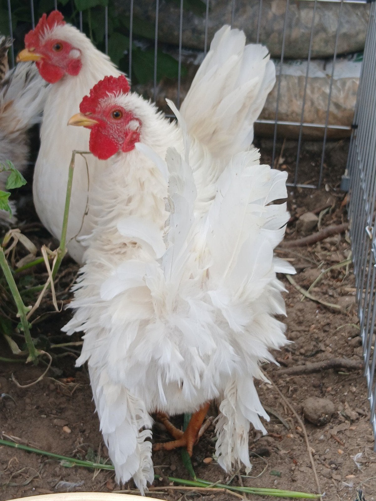 krulveer serama haantje van april 26, Mâle, Poule ou poulet