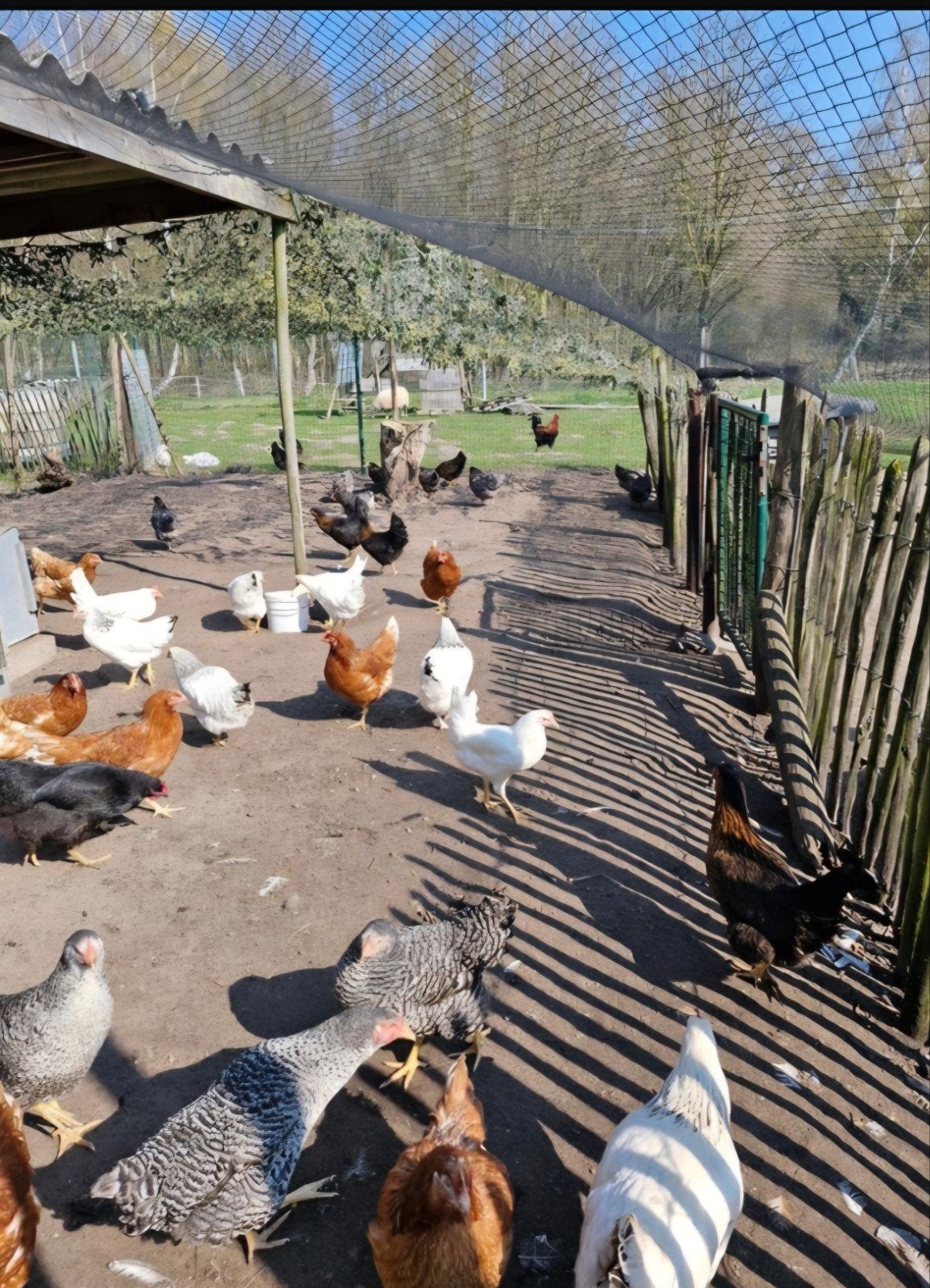 Legkippen leghennen, Tickets & Billets, Loisirs | Jardins zoologiques