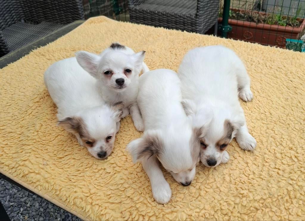 Te koop prachtige chihuahua pups, Dieren en Toebehoren, België, Fokker | Hobbymatig, 8 tot 15 weken, Parvo