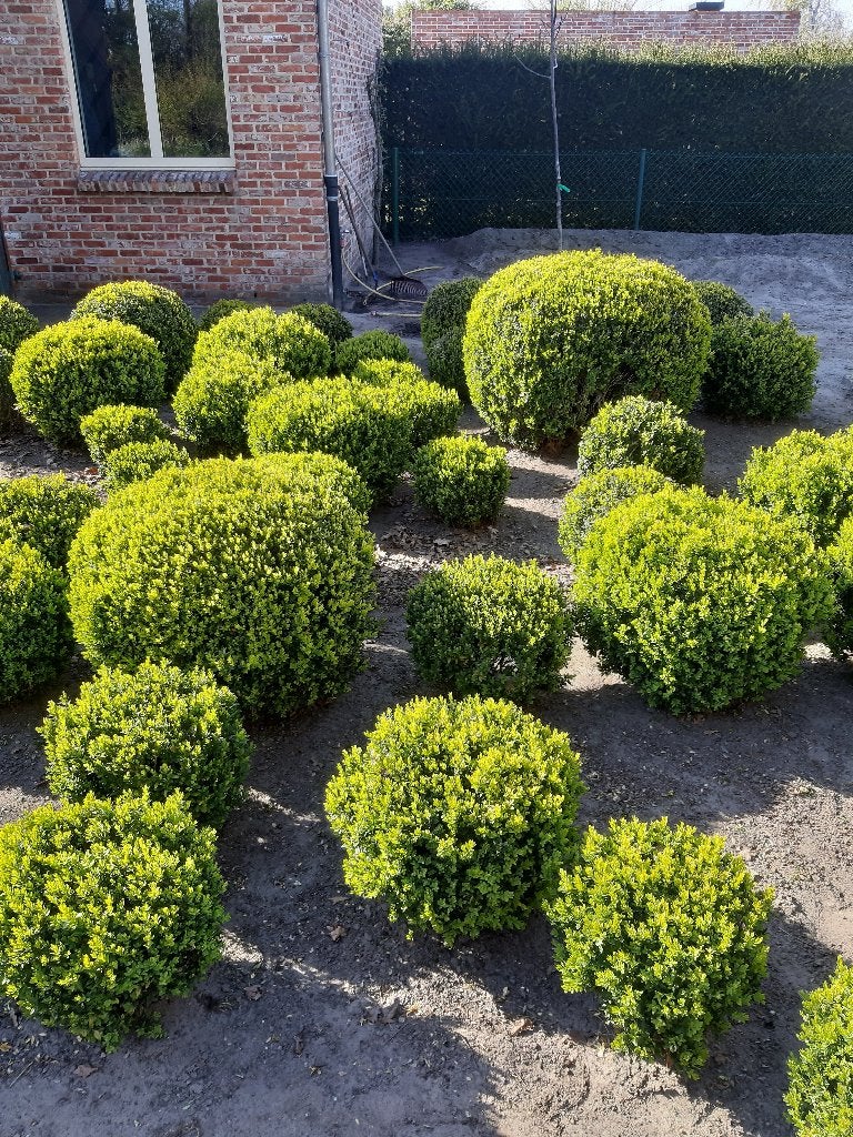 buxus vanaf 20 cm vanaf 9 euro, Jardin & Terrasse, Enlèvement, Buis