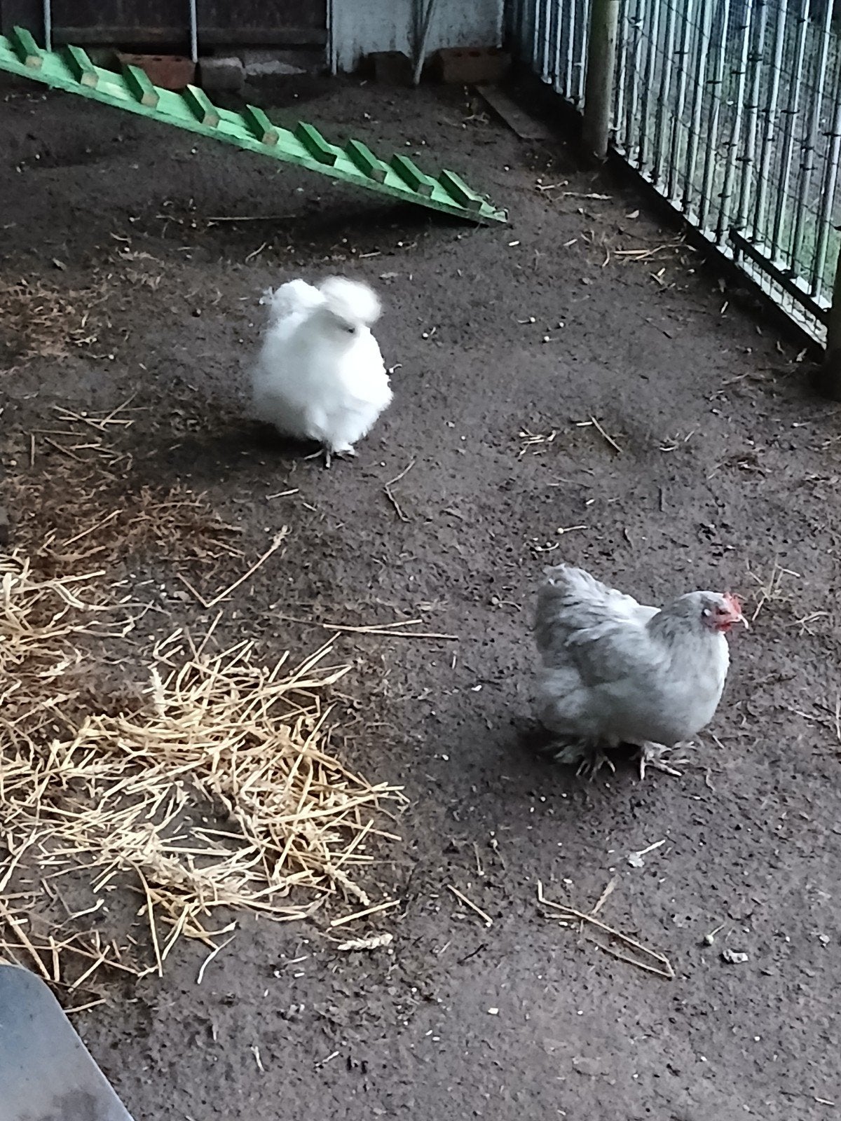 Sierkippen, Dieren en Toebehoren, Pluimvee