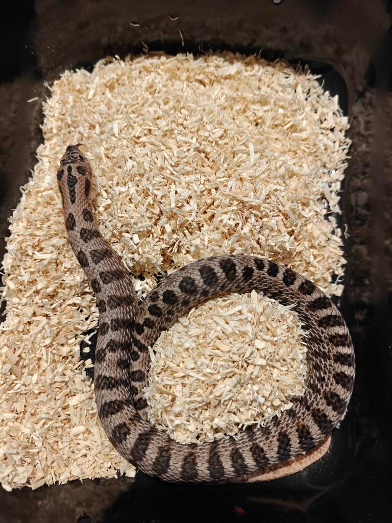 1.0 Heterodon Nausicus Super Arctic Sable het Albino, Serpent, Domestique, 0 à 2 ans