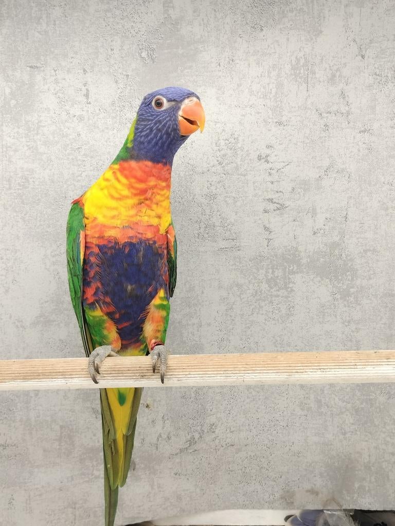 Lori van de blauwe bergen, Dieren en Toebehoren