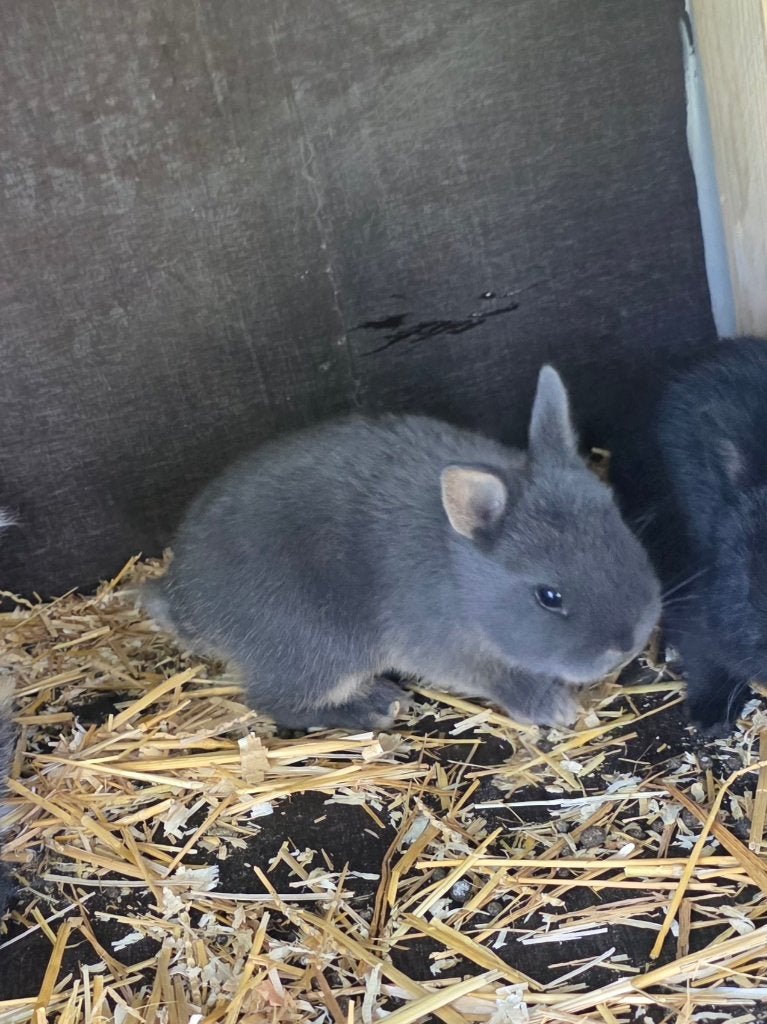 1 Lapin nain de 2 mois   disp sur charleroi, Animaux & Accessoires, Plusieurs animaux, Nain, 0 à 2 ans