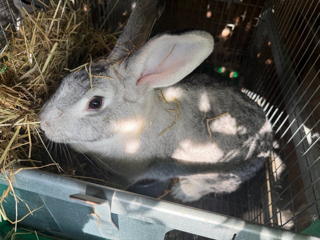 Moer vleeskonijn, Dieren en Toebehoren