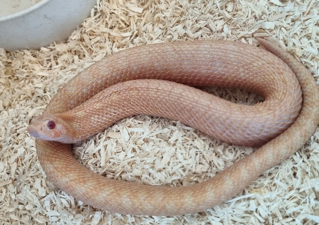 1.3 ZSM weg. Volwas haakneuzen  / heterodon nasicus
