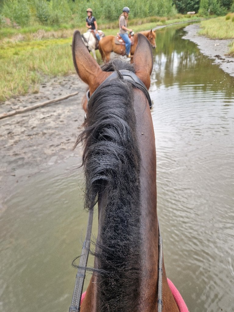 PRE merrie te koop, Avec pedigree, L, 160 à 165 cm, Cheval de récréation