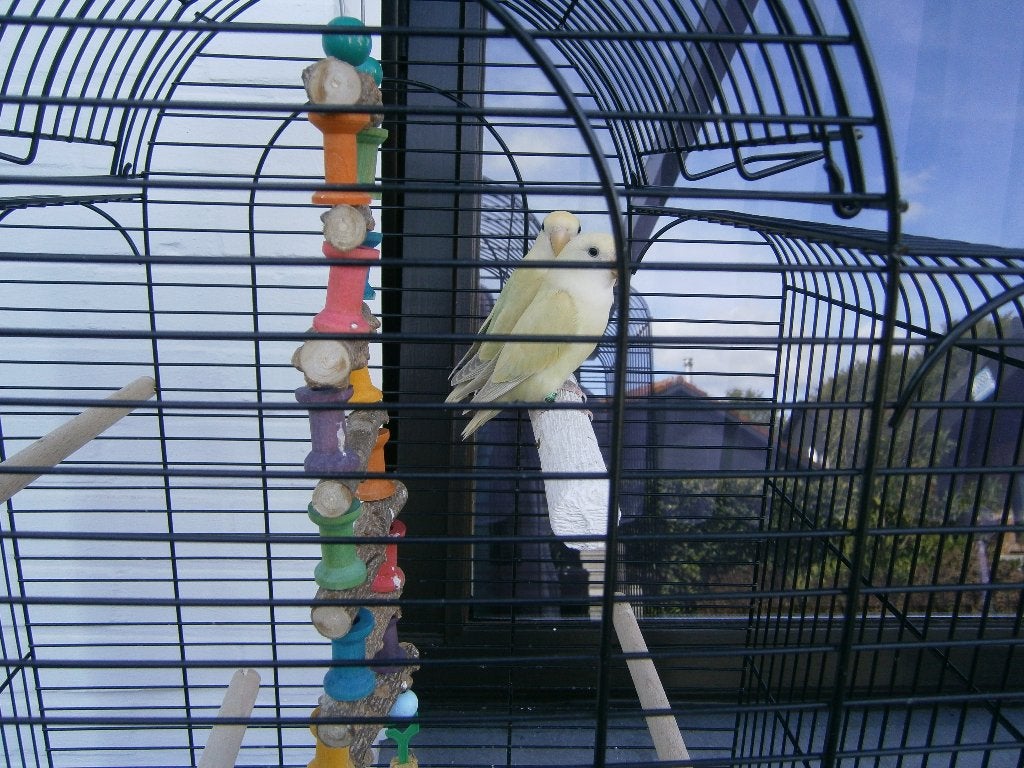 2 Roseicolli agapornis met kooi, Dieren en Toebehoren, Geslacht onbekend, Papegaai, Geringd