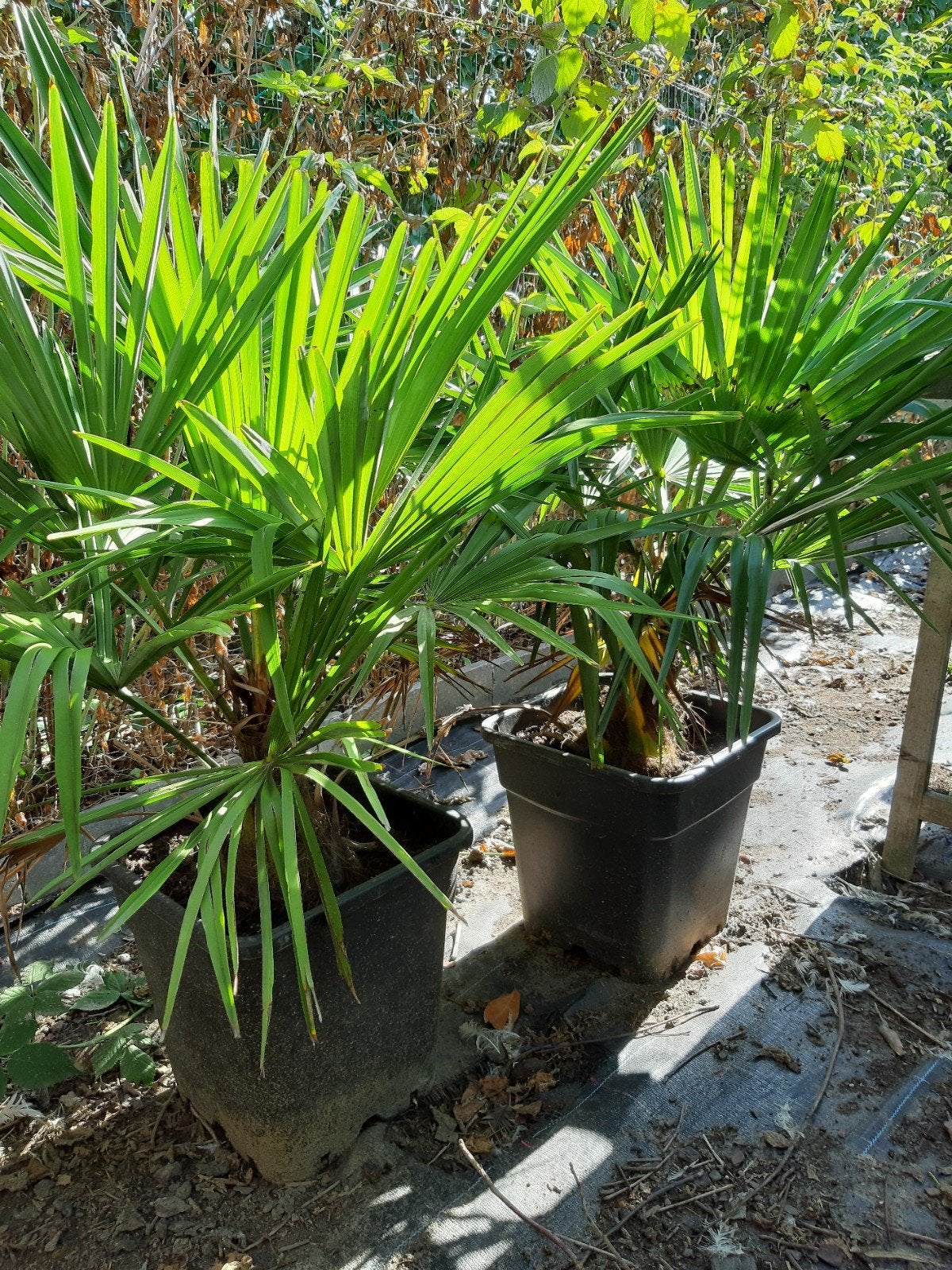Palmbomen, Minder dan 100 cm, Palmboom, Ophalen, Volle zon
