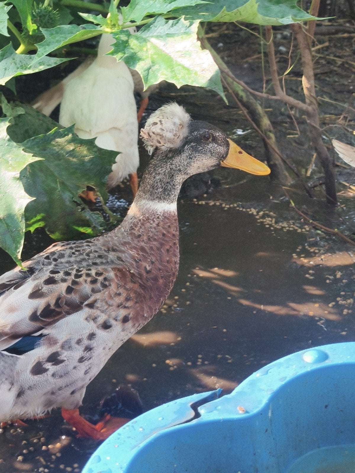 Gekuifde woerd, Dieren en Toebehoren, Mannelijk, Eend
