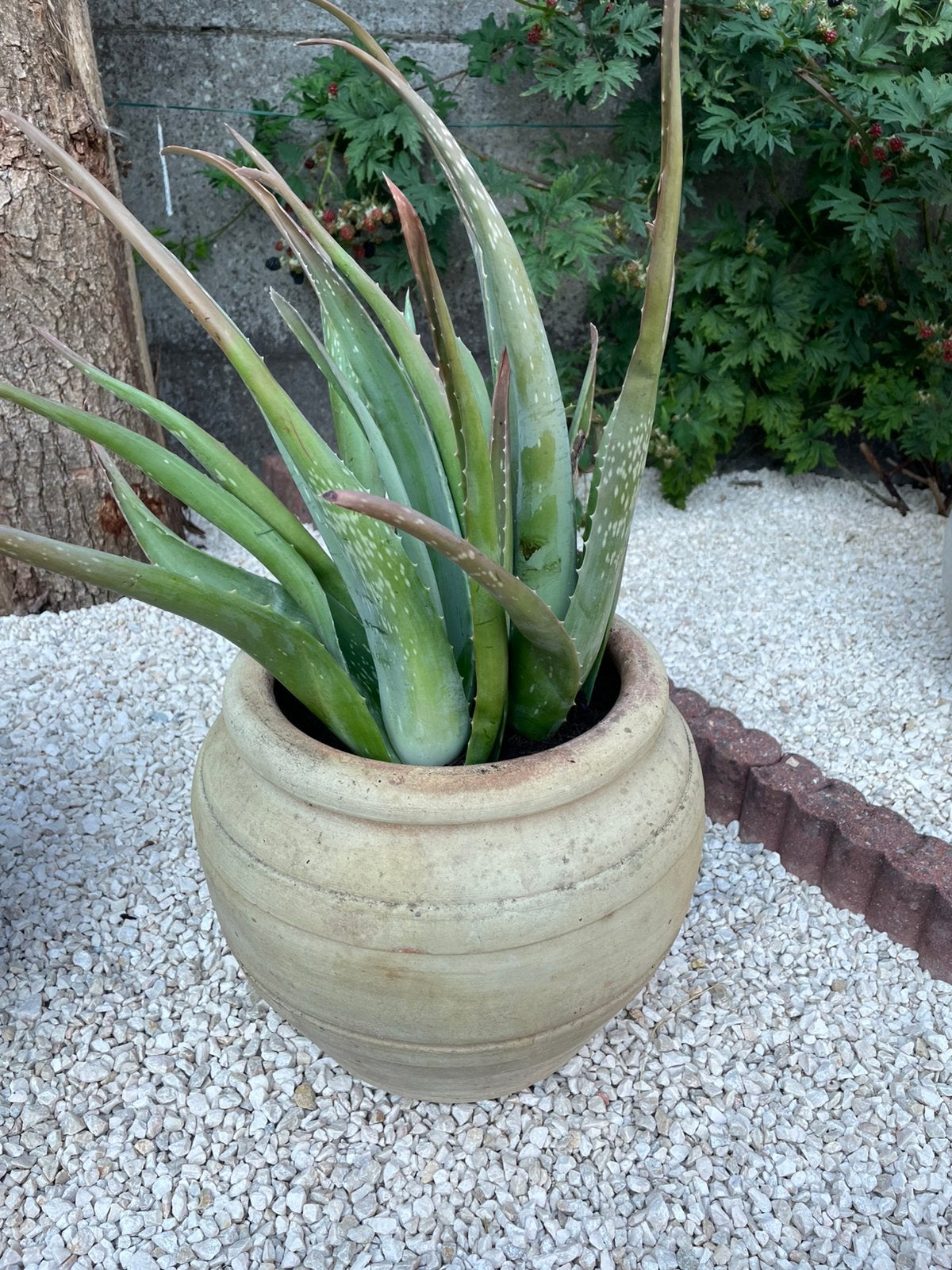 Aloe vera in pot, Tuin en Terras, Ophalen, Zomer