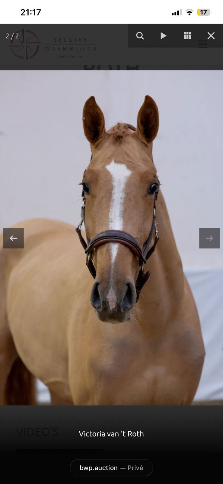 5 jarige merrie, Dieren en Toebehoren, Paarden, Merrie, Z