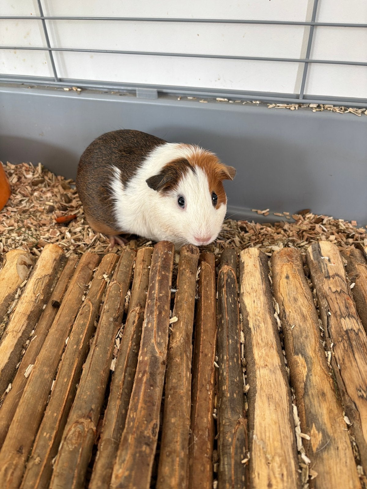 2 cavia zeugjes, Janvier, Femelle, Cobaye