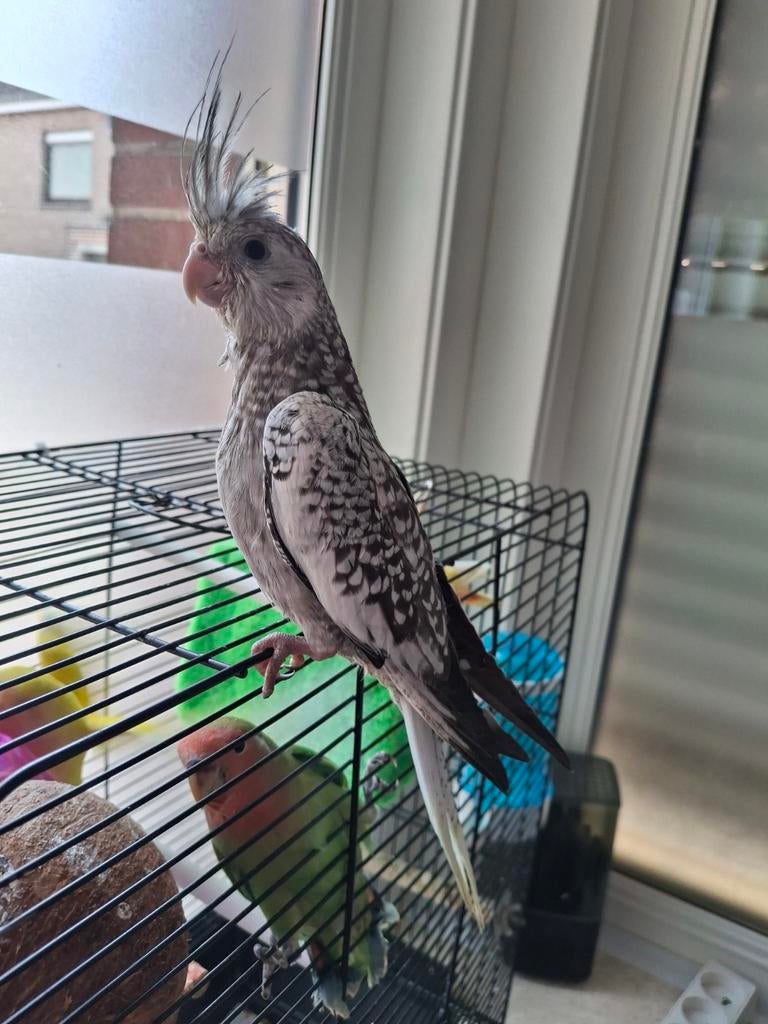 Valkparkiet, zeer tam ,leuk, Dieren en Toebehoren, Tam