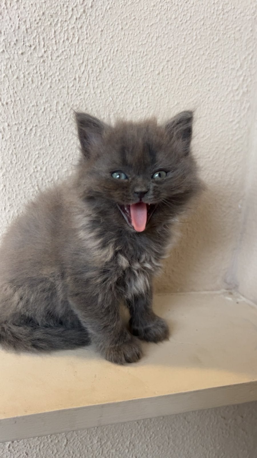 British Longhair, Dieren en Toebehoren, Geslacht onbekend, Met stamboom, 0 tot 2 jaar