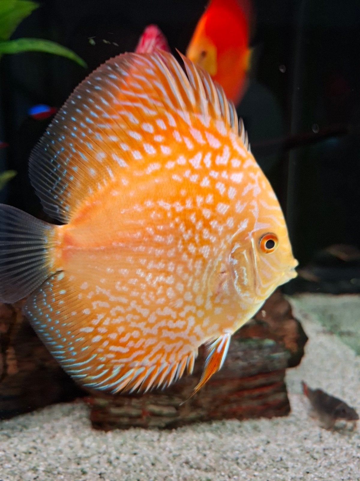 3 prachtige discusvissen, Dieren en Toebehoren