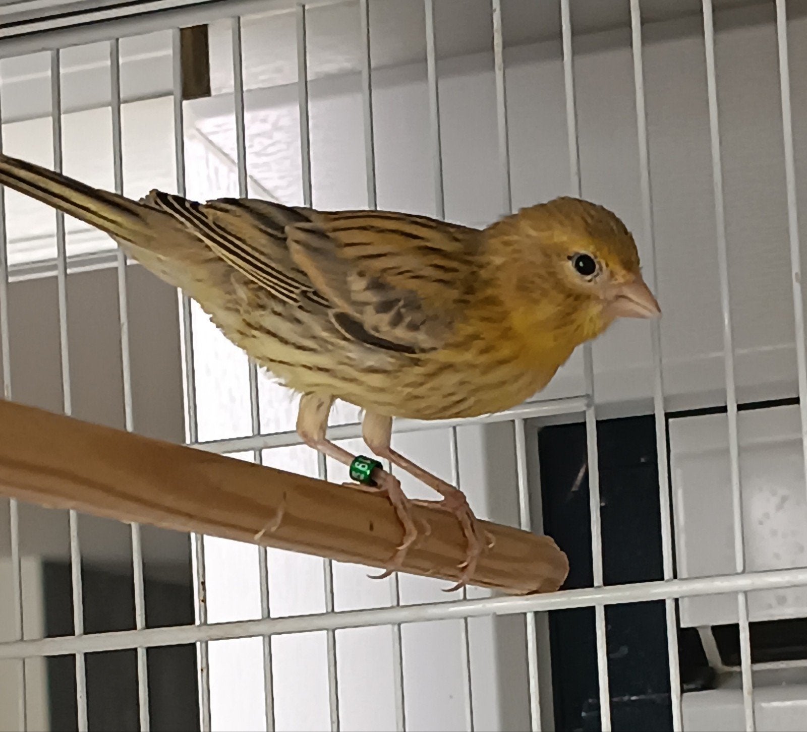 Kanarie, Dieren en Toebehoren, Vogels | Kanaries