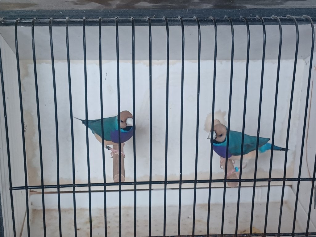 Gouldamandines 2026, Dieren en Toebehoren, Vogels | Overige Vogels, Mannelijk, Tropenvogel, Geringd