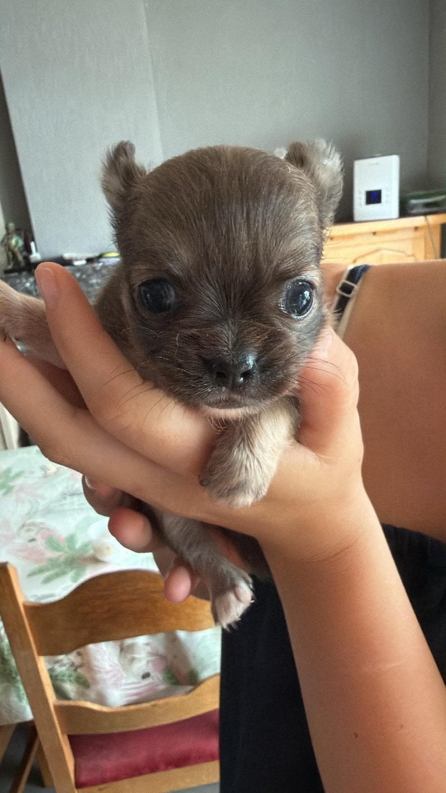Chichuahua, Animaux & Accessoires, Chiens | Chihuahuas & Chiens de compagnie, Particulier, Chienne, Belgique, 8 à 15 semaines