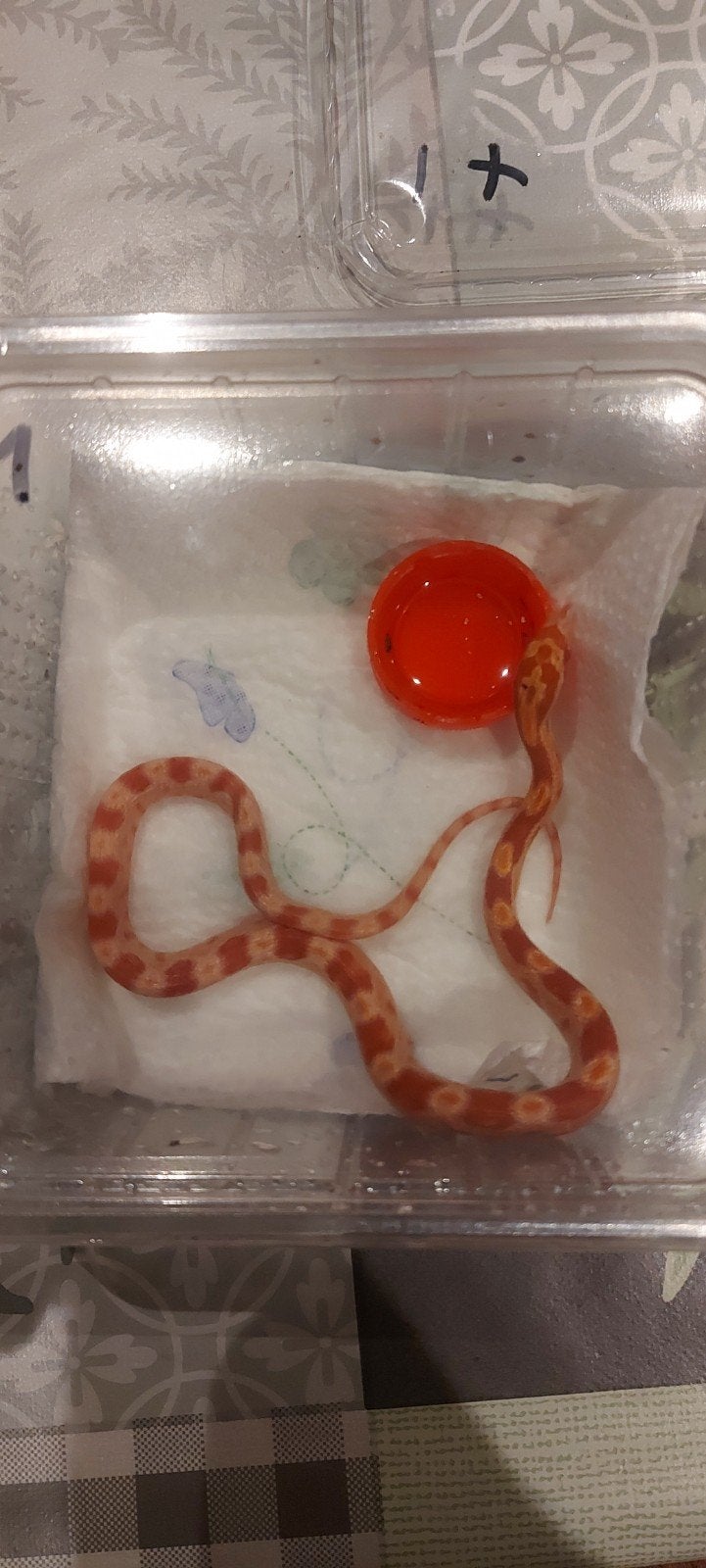 baby korenslangen, Slang, Tam, 0 tot 2 jaar