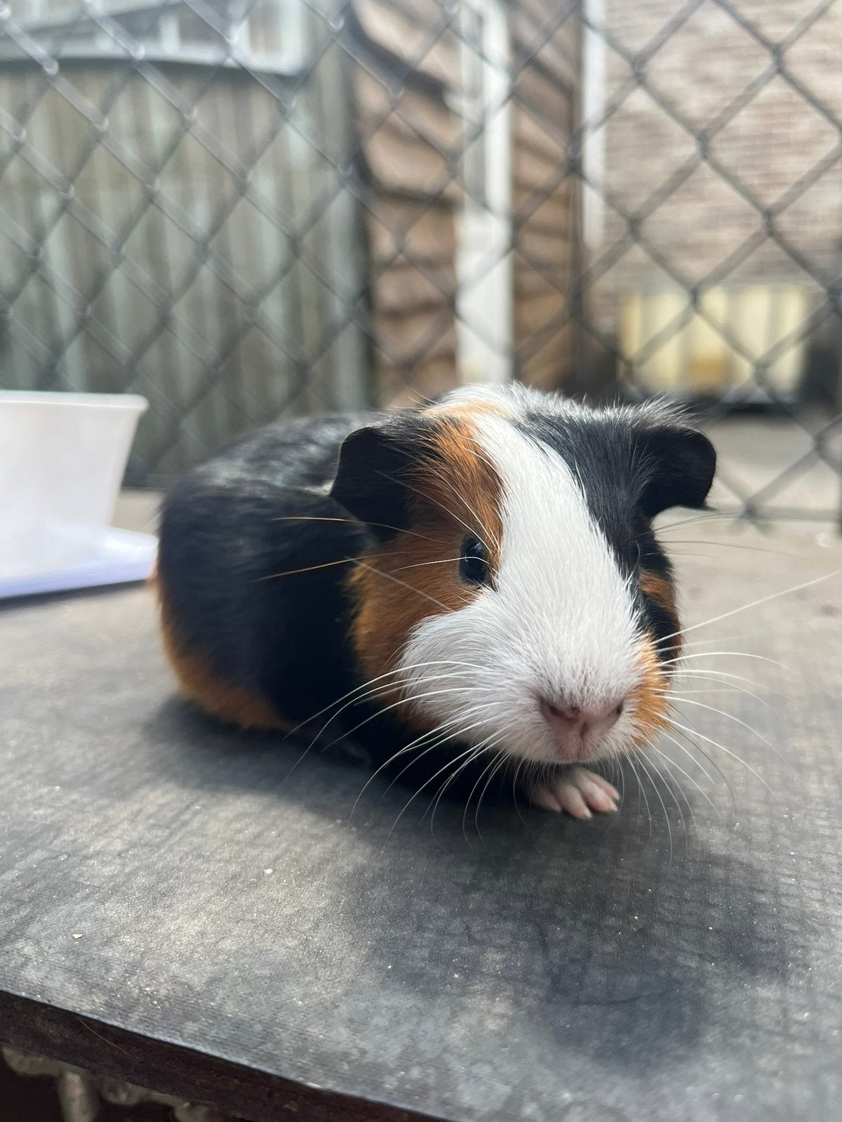 Cavia’s, Juillet, Plusieurs animaux, Cobaye