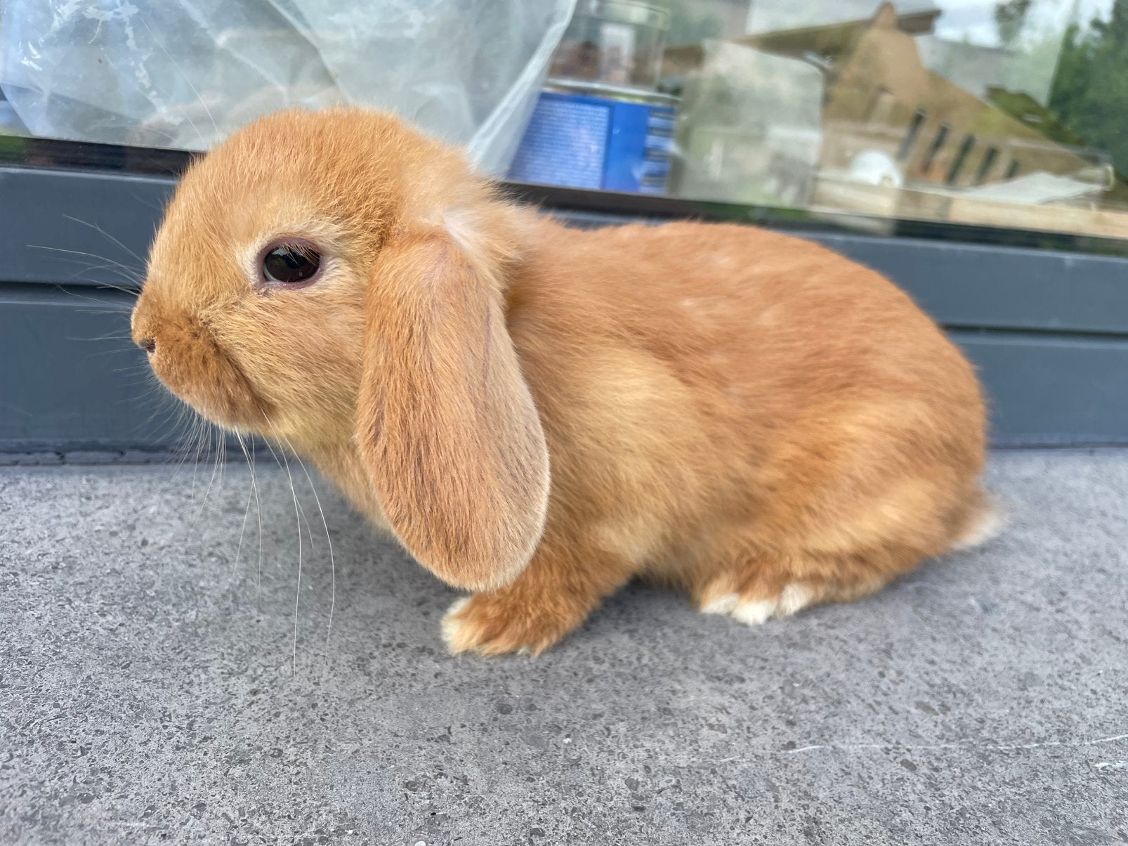 Minilop konijntje, Animaux & Accessoires, Lapins