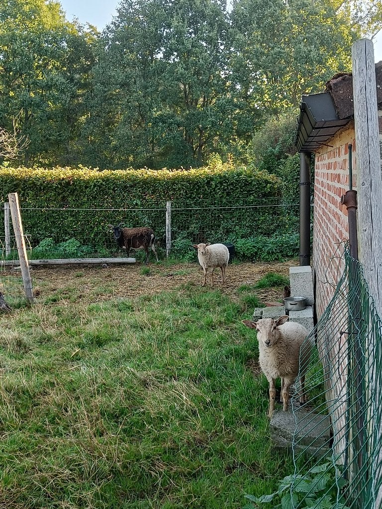 Schaapjes te koop, Plusieurs animaux, Mouton, 0 à 2 ans