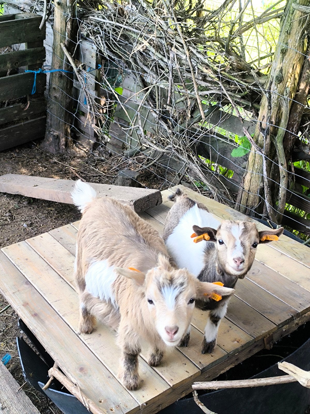 2 handtamme mini geitjes te koop, Meerdere dieren, Geit, 0 tot 2 jaar