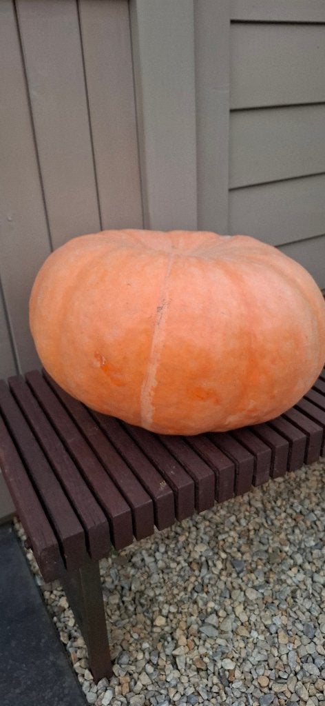 pompoen(en) perfect voor halloween, Enlèvement