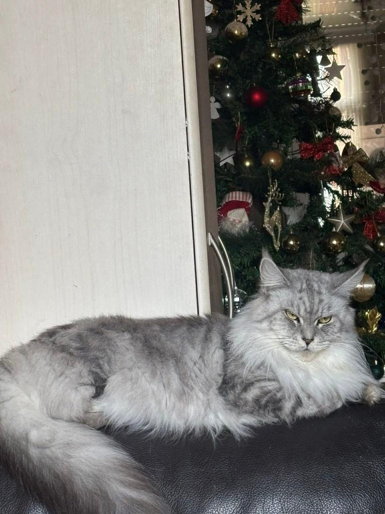 Maine Coon, Dieren en Toebehoren, Katten en Kittens | Raskatten | Langhaar, Poes, Met stamboom, 3 tot 5 jaar
