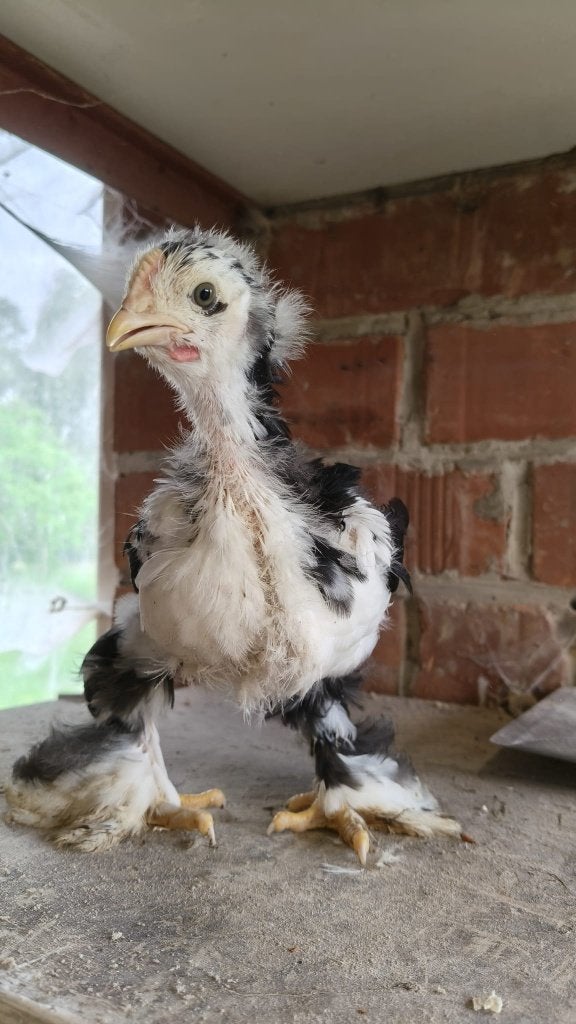 Cochin Groot - Goud- en blauwpatrijs, Buff, Zwartbont, Dieren en Toebehoren, Pluimvee, Meerdere dieren, Kip