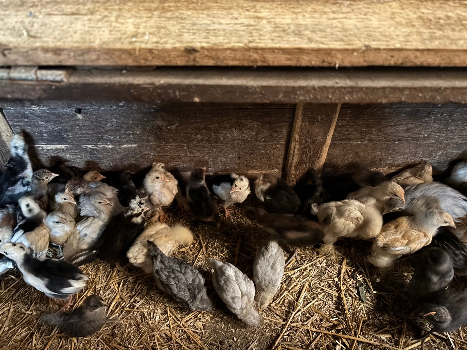 Poussins à vendre
