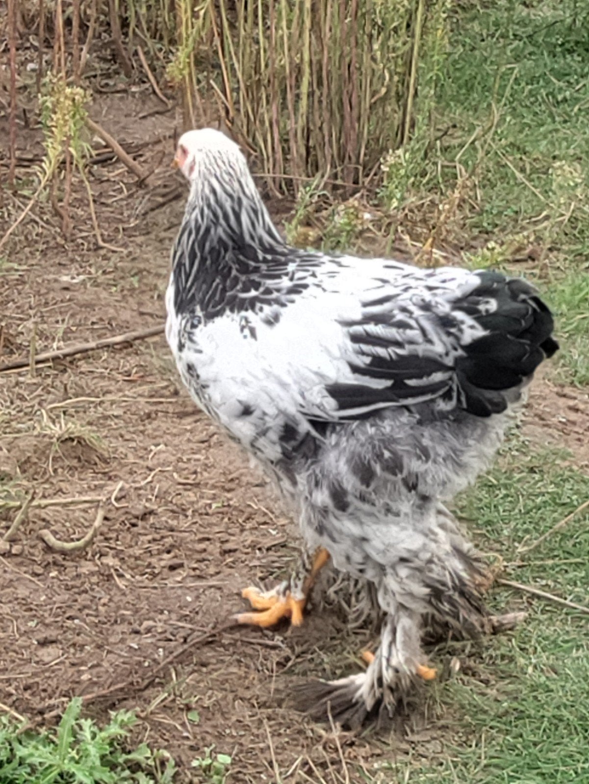 brahma haan, Dieren en Toebehoren, Mannelijk, Kip