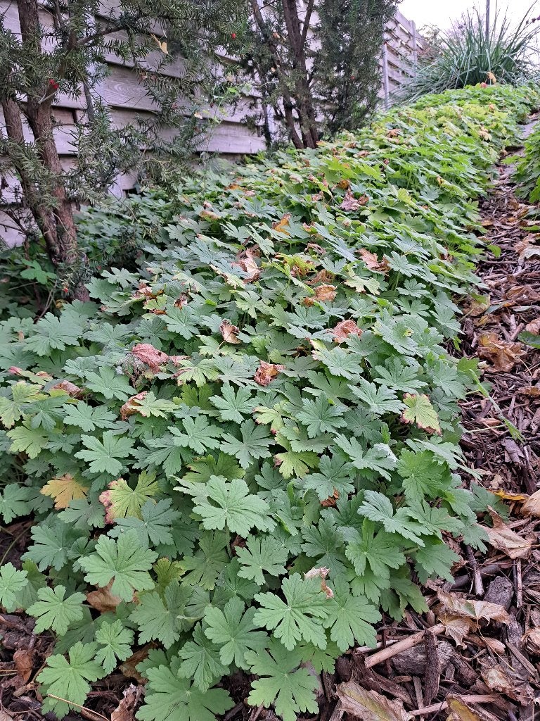 Bodembedekkers geraniums 40st per bak (8,00 per bak), Jardin & Terrasse, Printemps, Couvre-sol, Enlèvement, Plante fixe