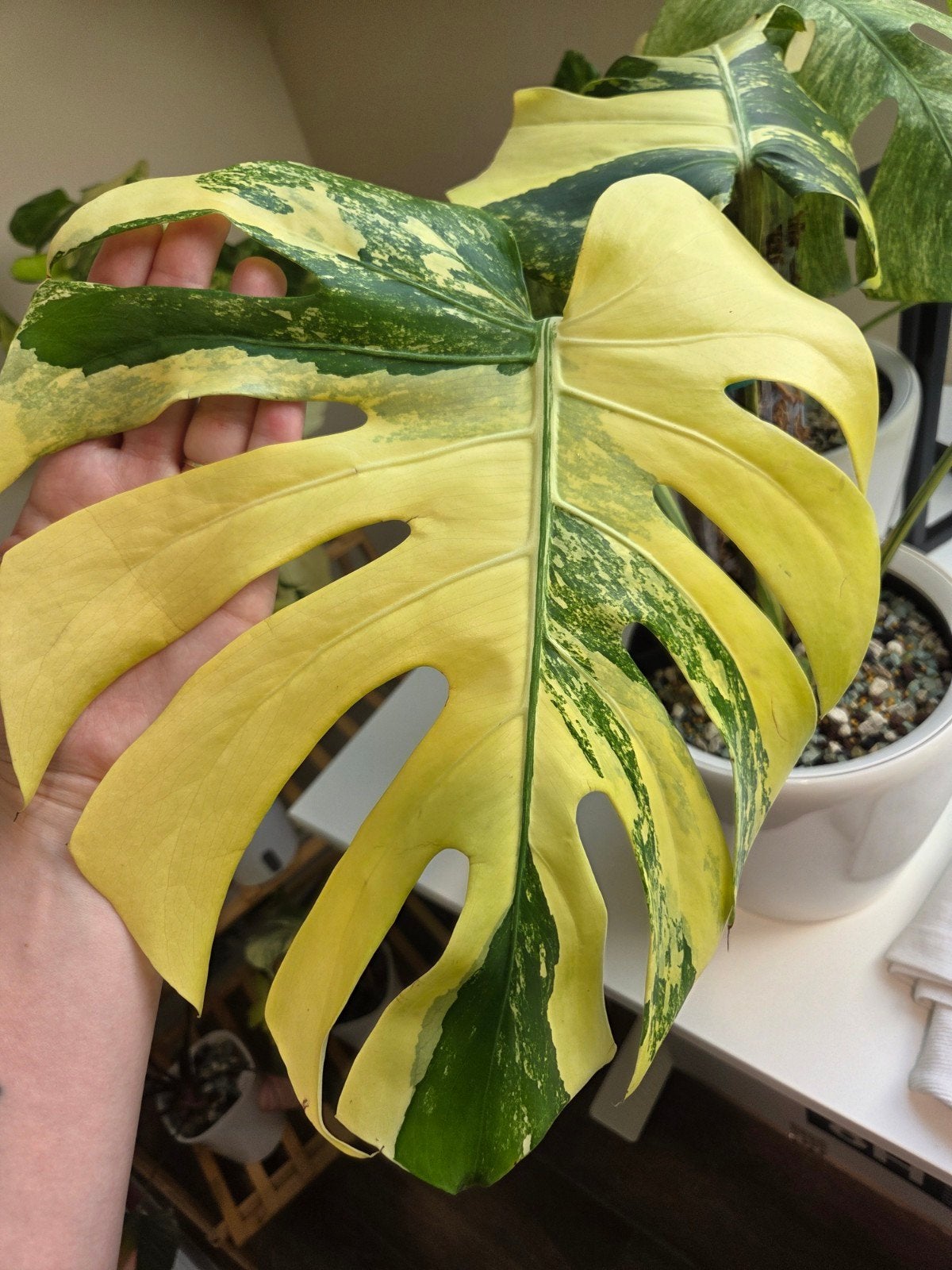 Monstera PomPom 🌱💚💛