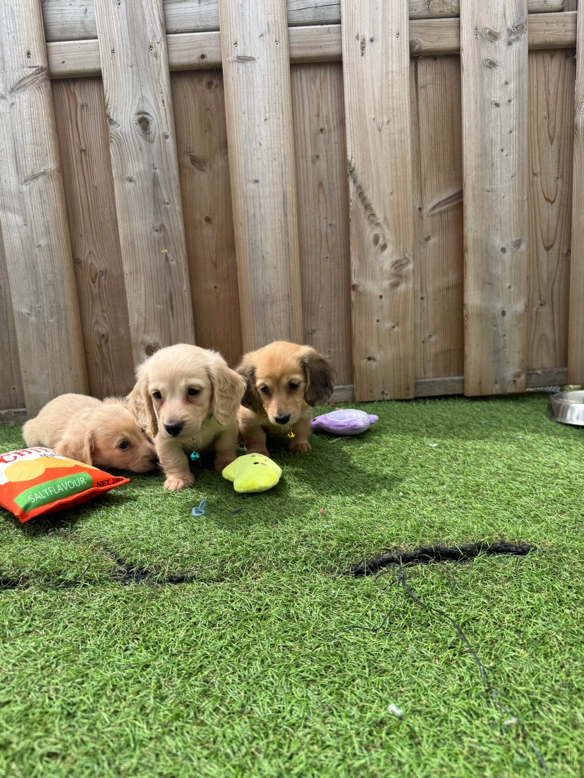 Prachtige cream/blonde langharige teckels, Dieren en Toebehoren, Parvo, België, Overige rassen, 8 tot 15 weken