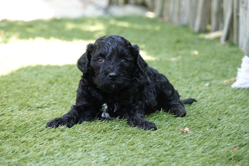 Prachtige Lagotto Romagnolo pups (Italiaanse waterhond), België, Overige rassen, CDV (hondenziekte), 8 tot 15 weken