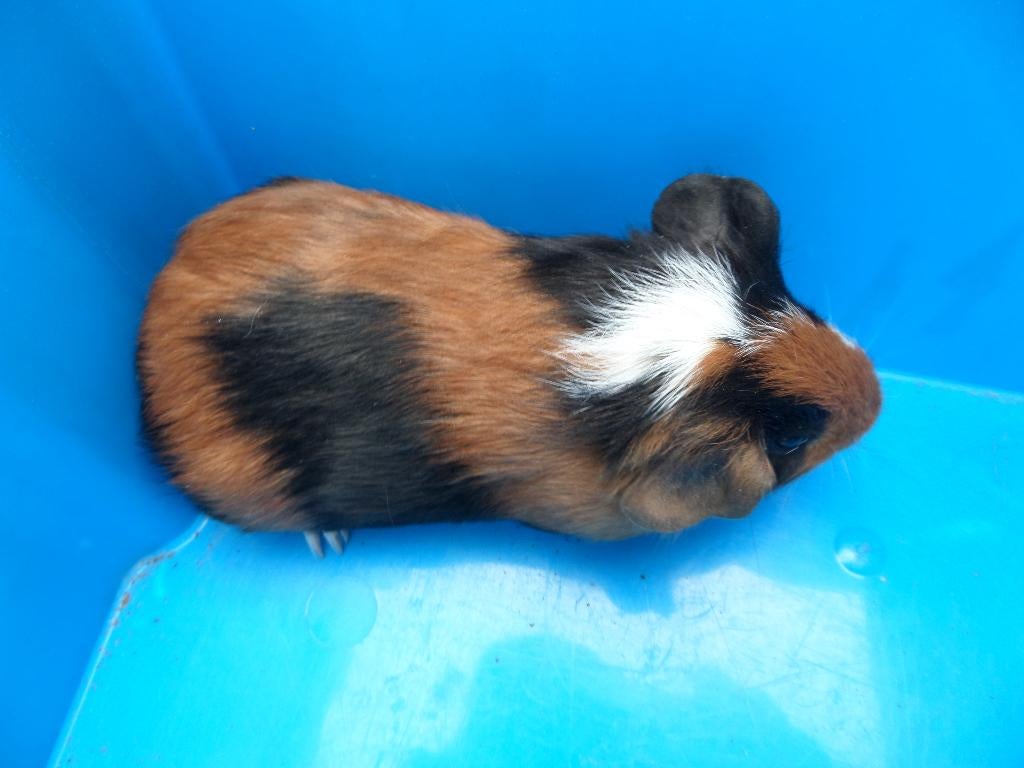 Cavia zoekt nieuwe thuis, Dieren en Toebehoren, Knaagdieren, Mannelijk, Tam, Maart, Cavia