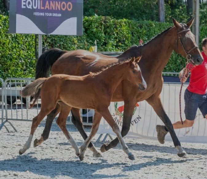 drachtige merrie springgefokt, Dieren en Toebehoren, Paarden, Merrie, Springpaard, Met stamboom, Niet van toepassing