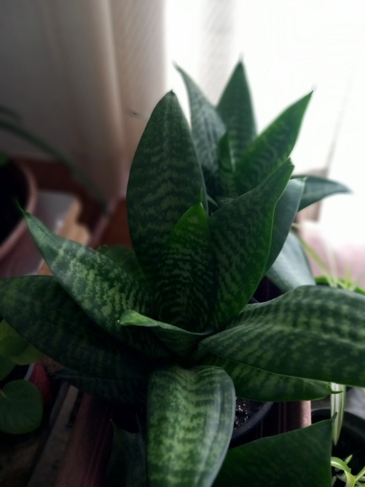 kamer planten., Ophalen