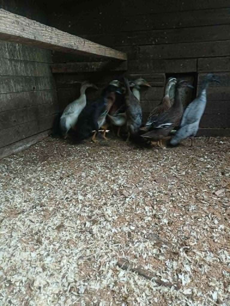 Canard Coureur Indien à vendre, Enlèvement, Neuf