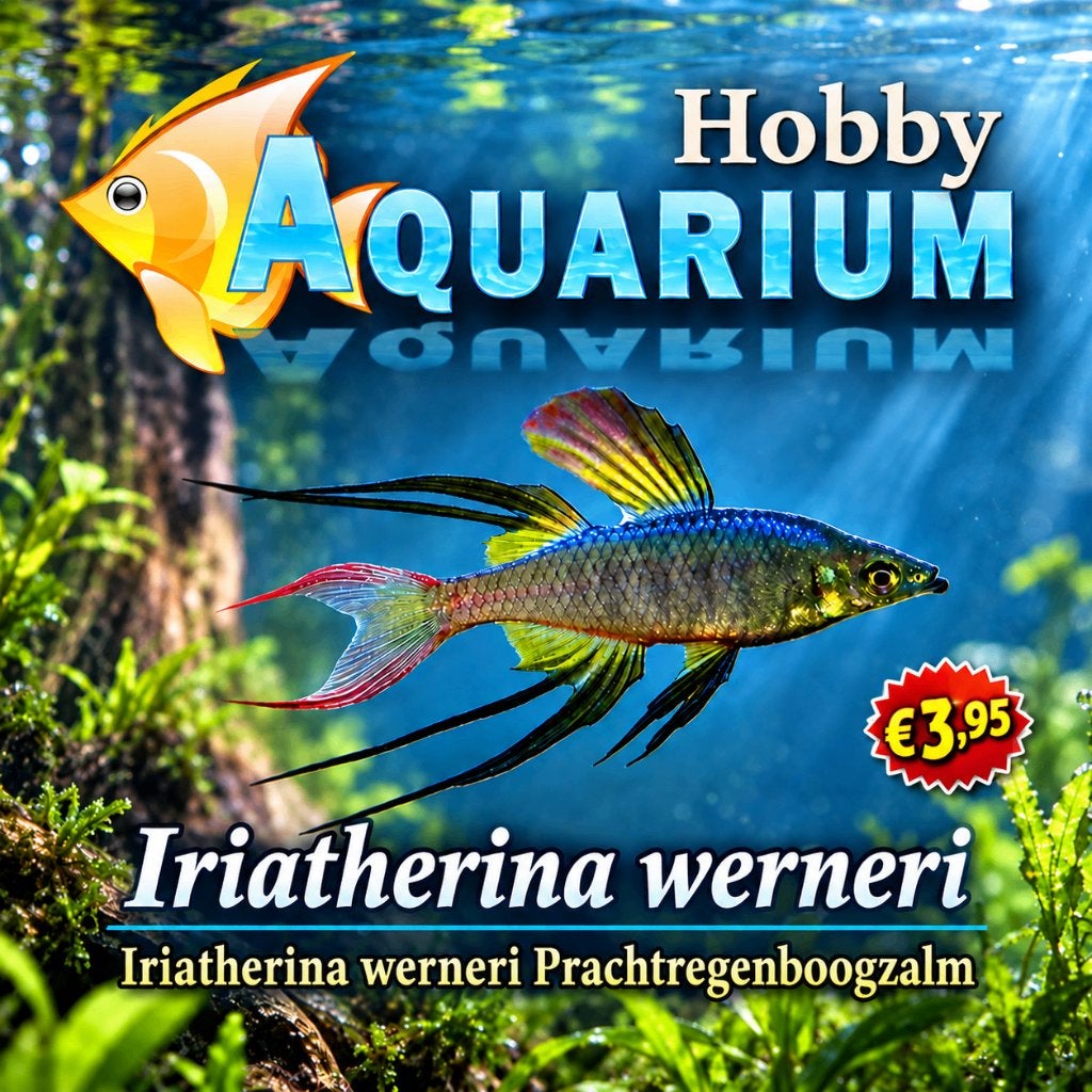 Iriatherina Werneri / prachtregenboogzalm, Vis, Zoetwatervis, Schoolvis
