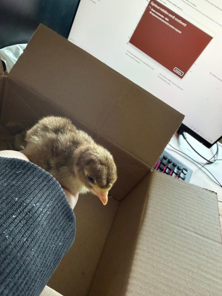 Kalkoen kuikentjes, Dieren en Toebehoren, Pluimvee, Geslacht onbekend, Kalkoen