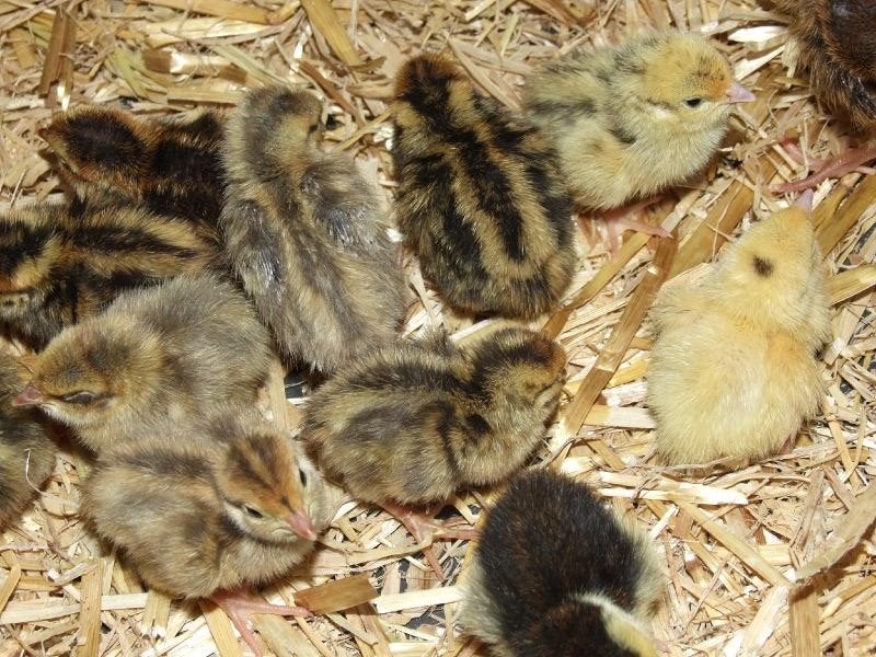 Poussins de caille à viande japonais, Sexe inconnu, Autres espèces