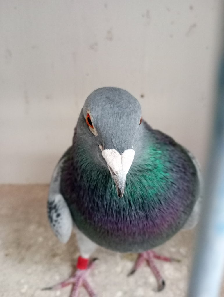 Coq reproducteur ! ! ! !, Animaux & Accessoires, Mâle, Pigeon voyageur