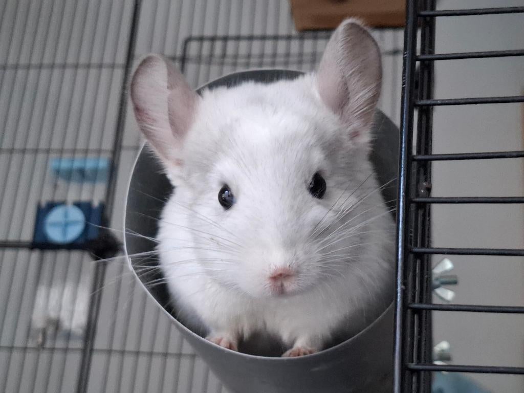 Chinchillas, Animaux & Accessoires, Rongeurs, Novembre, Femelle, Chinchilla