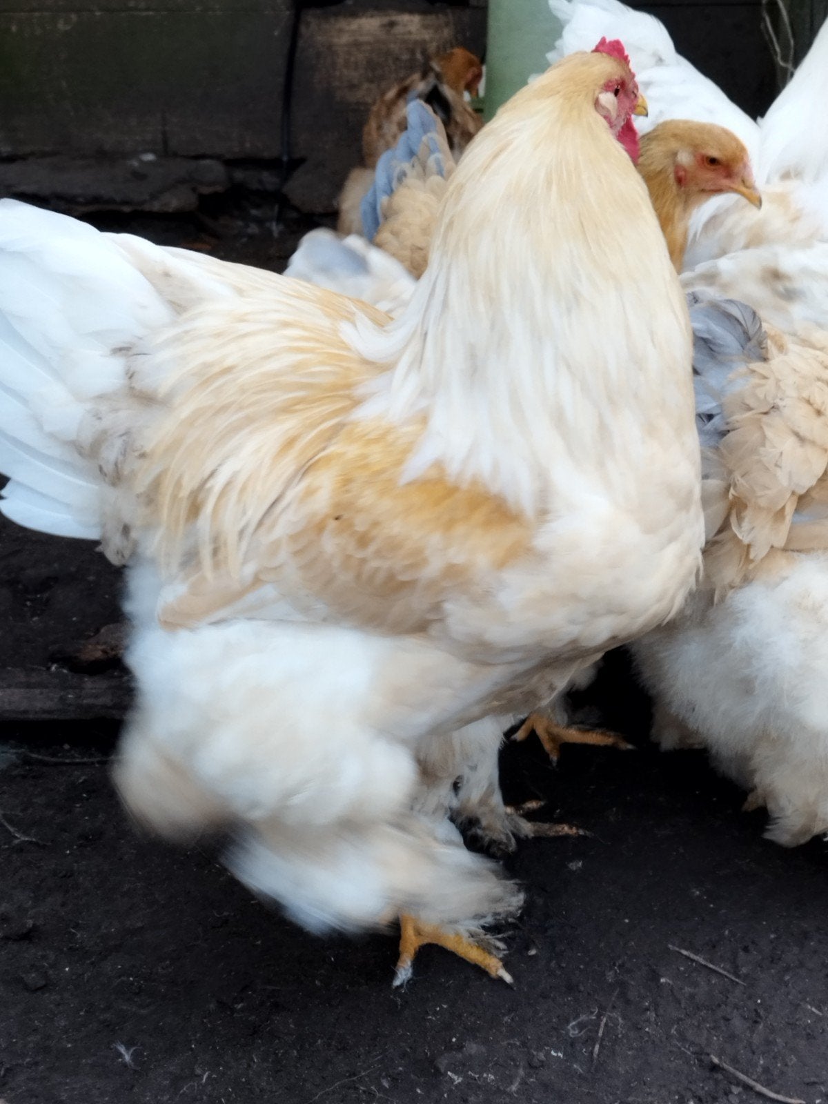 Lemon pyle brahma broedeieren, Animaux & Accessoires, Volatiles