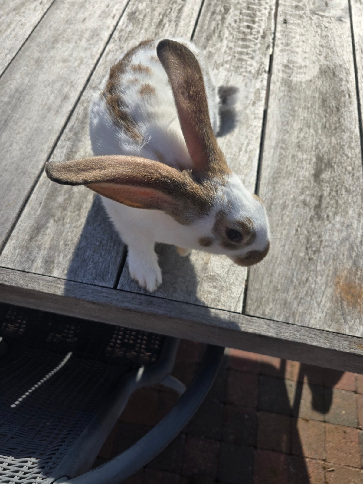 reuze vlinder, Dieren en Toebehoren, Konijnen, Mannelijk, Groot, 0 tot 2 jaar